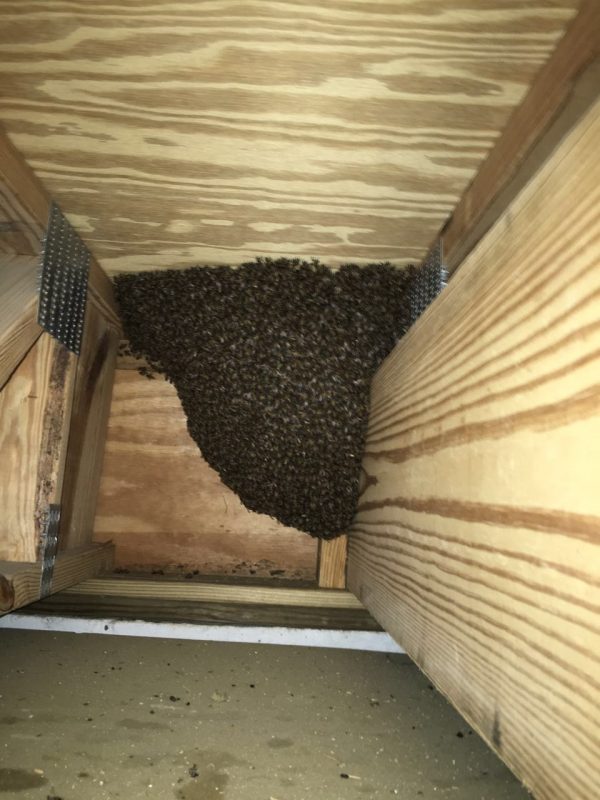 Bees in the school