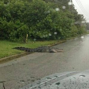 A Gator near LSU and my sister's home